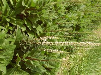 Коровяк блаттария, «скипетр» – Verbascum blattaria L. (1)