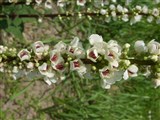 Коровяк блаттария, «скипетр» – Verbascum blattaria L. (2)