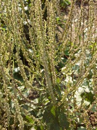 Коровяк крапиволистный, Шэ – Verbascum chaixii Vill.