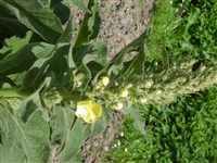Коровяк лекарственный, болгарский, дубравный – Verbascum phlomoides L.