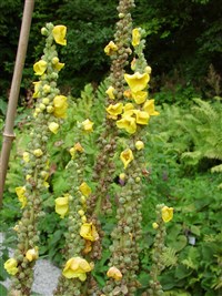 Коровяк мучнистый, белый – Verbascum lychnitis L.