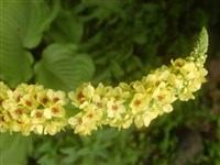 Коровяк черный, лисохвост – Verbascum nigrum L. (1)