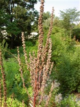 Коровяк черный, лисохвост – Verbascum nigrum L. (2)