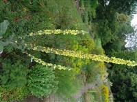Коровяк шелконосный – Verbascum bombyciferum Boiss.