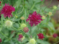 Короставник македонский – Knautia macedonica Griseb.