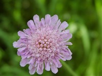 Короставник полевой – Knautia arvensis (L.) Coult.