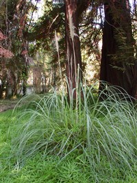 Кортадерия Селло, серебристая – Cortaderia selloana (Schult.et Schult.f.) Asch.et Grabn.