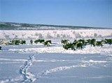 Корякский Автономный Округ (Стадо северных оленей)