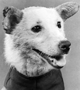 Космонавтика (собака Белка)