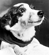 Космонавтика (собака Стрелка)