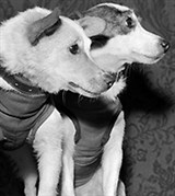 Космонавтика (собаки Белка и Стрелка)