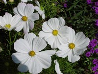 Космос дважды перистый – Cosmos bipinnatus Cav.