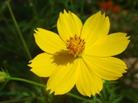 Космос серно-желтый – Cosmos sulphureus Cav.