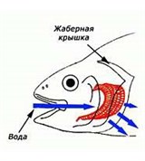 Костные рыбы (дыхание)