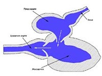 Костные рыбы (строение сердца)