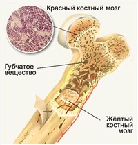 Костный мозг (схема)