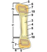 Кость (трубчатая, схема строения)