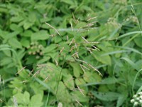 Костёр безостый – Bromus inermis Leyss.