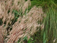 Костёр кровельный – Bromus tectorum L.