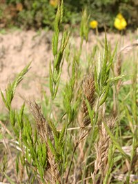 Костёр крупноколосый – Bromus macrostachys Desf.