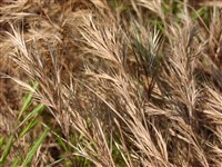Костёр мадридский – Bromus madritensis L.