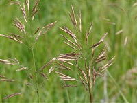 Костёр полевой – Bromus arvensis L.