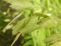 Костёр трясунковидный – Bromus briziformis Fisch.et Mey.