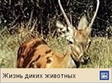 Косуля (видео)
