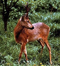 Косуля (европейская косуля)