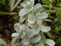Котиледон волнистый – Cotyledon undulata Haw.