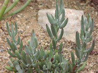 Котиледон округлый – Cotyledon orbiculata L.