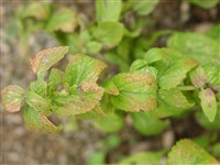 Котовник Катариа – Nepeta cataria L.
