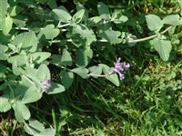 Котовник Фаассена, котовник псевдомуссина – Nepeta x faassenii Bergmans ex Stearn.