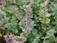 Котовник кистевидный, Муссина – Nepeta racemosa Lam.