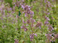 Котовник крупноцветковый – Nepeta grandiflora Bieb.