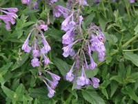 Котовник сибирский, змееголовник сибирский – Nepeta sibirica L.