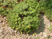 Котула коронопилистная – Cotula coronopifolia L. (1)