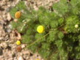 Котула коронопилистная – Cotula coronopifolia L. (3)