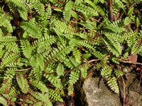 Котула шероховатая – Cotula squalida (Hook.f.) Hook.f.