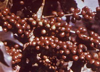 Кофейное дерево (плоды)