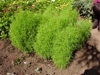 Кохия веничная. – Kochia scoparia (L.) Schrad.