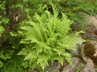 Кочедыжник женский – Athyrium filix-femina (L.) Roth. (1)