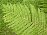 Кочедыжник женский – Athyrium filix-femina (L.) Roth. (2)