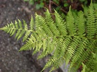 Кочедыжник игольчатый – Athyrium spinulosum L.