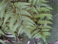 Кочедыжник ниппонский – Athyrium nipponicum (Mett.) Hance.