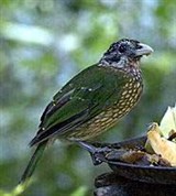 Кошачий шалашник (Ailuroedus melanotis)