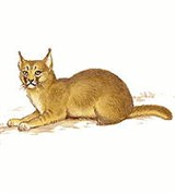 Кошачьи (камышовая кошка)