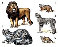 Кошачьи (рисунок)