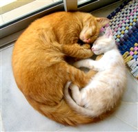 Кошка с котенком (2008)