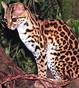 Кошки (длиннохвостая кошка)